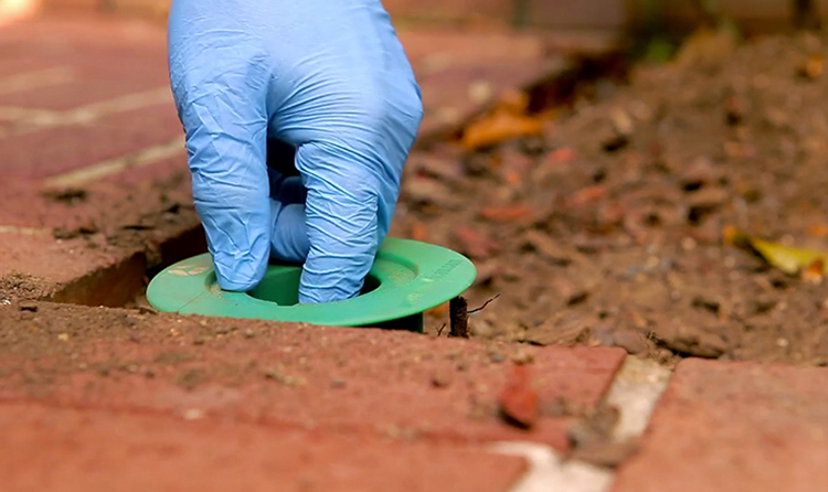 Protect Your Home With this Termite Services