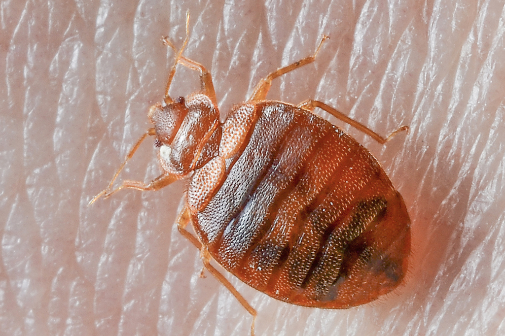 Bed Bugs Control Services