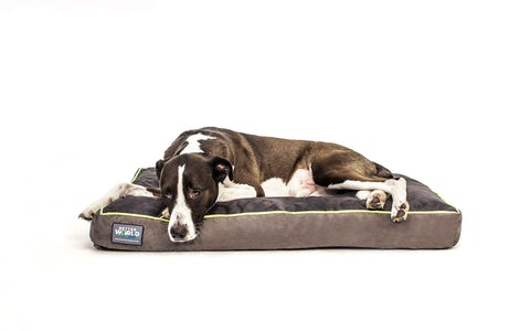 dog beds