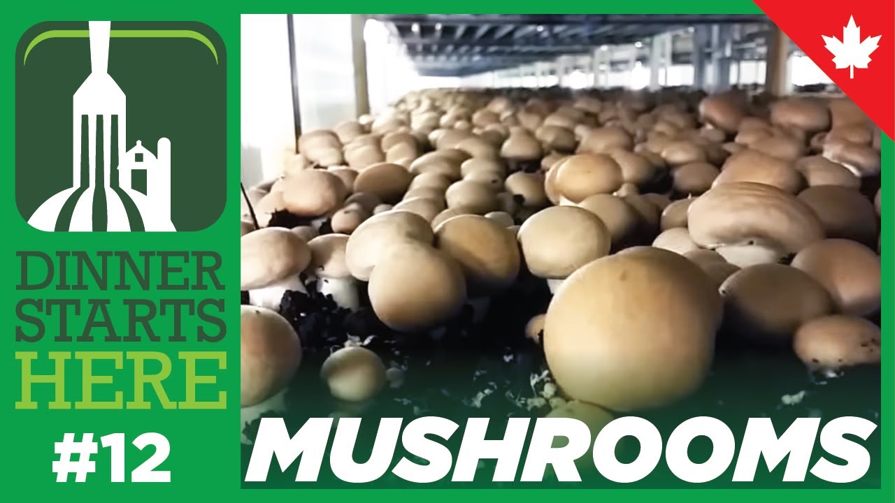 Mushroom Farm